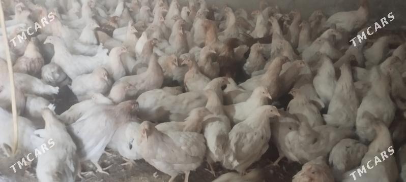 towuk - Mary - img 2