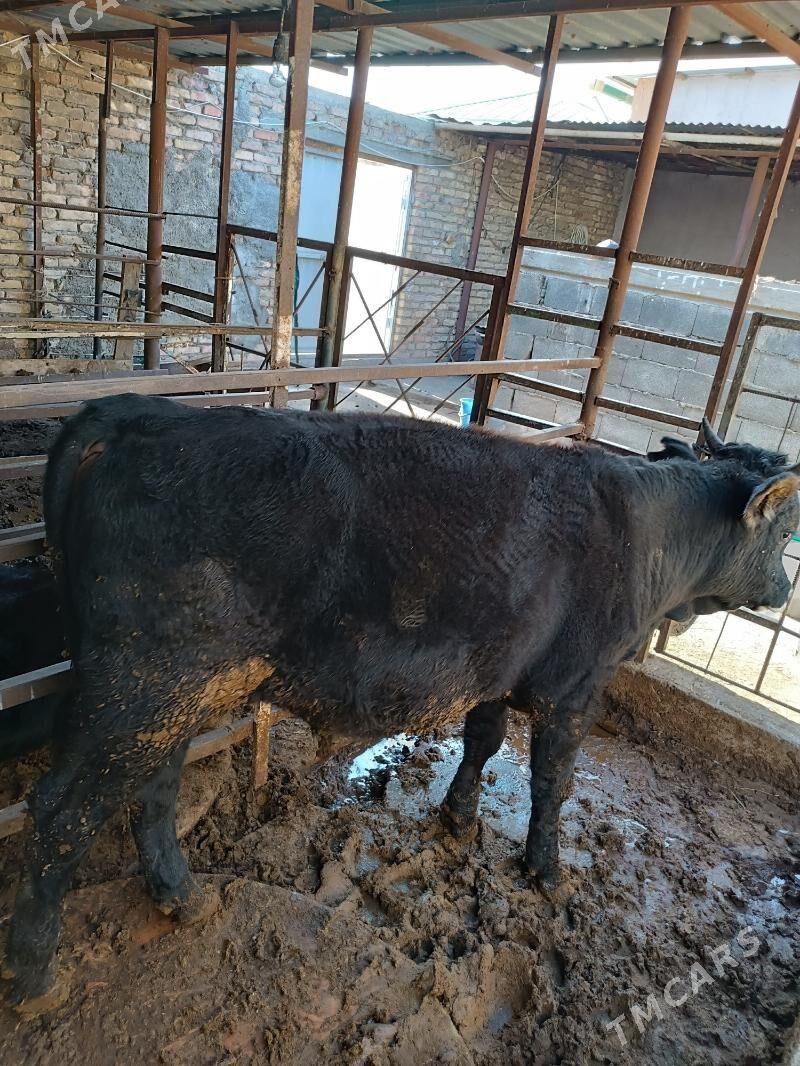 Ökyz Şwet - Garadamak - img 3