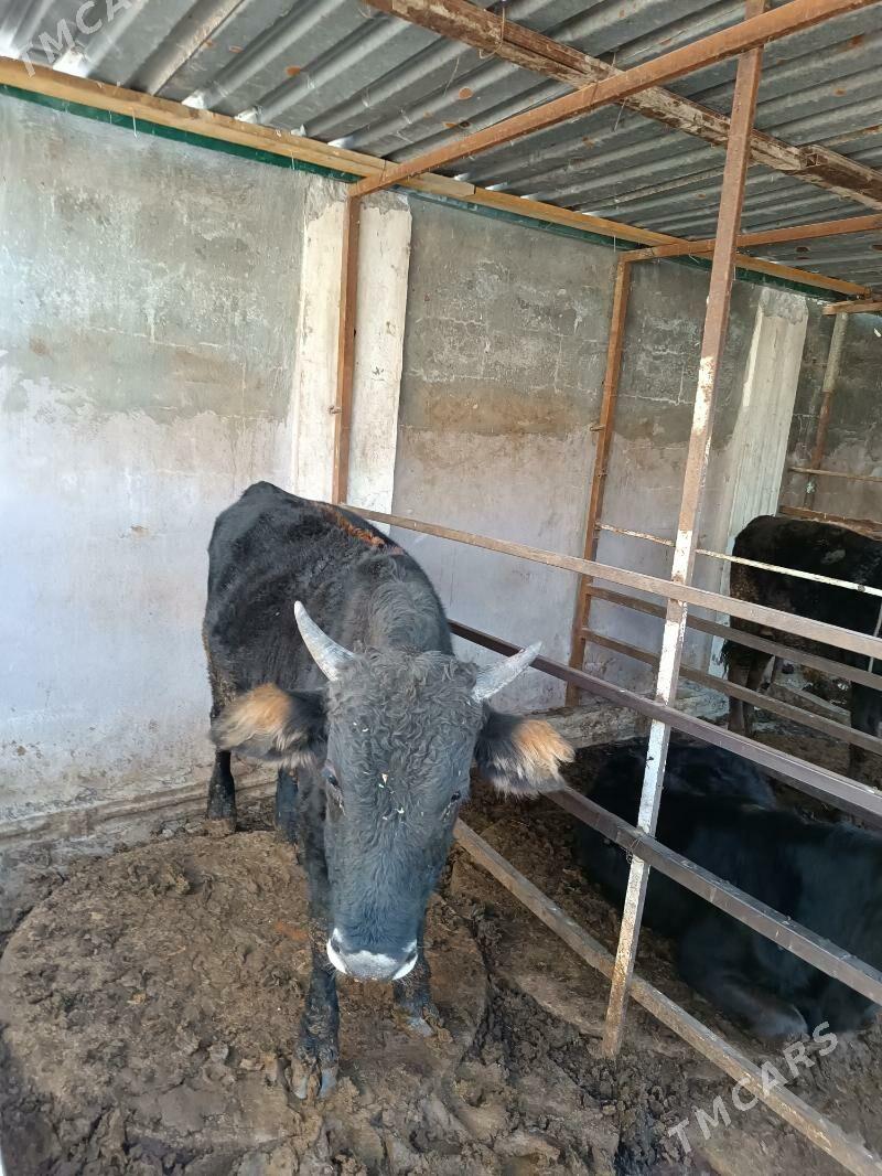 Ökyz Şwet - Garadamak - img 2