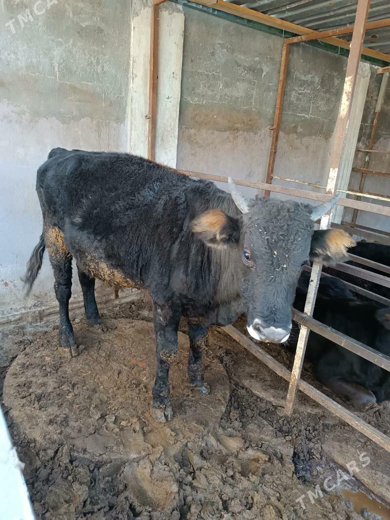 Ökyz Şwet - Garadamak - img 1