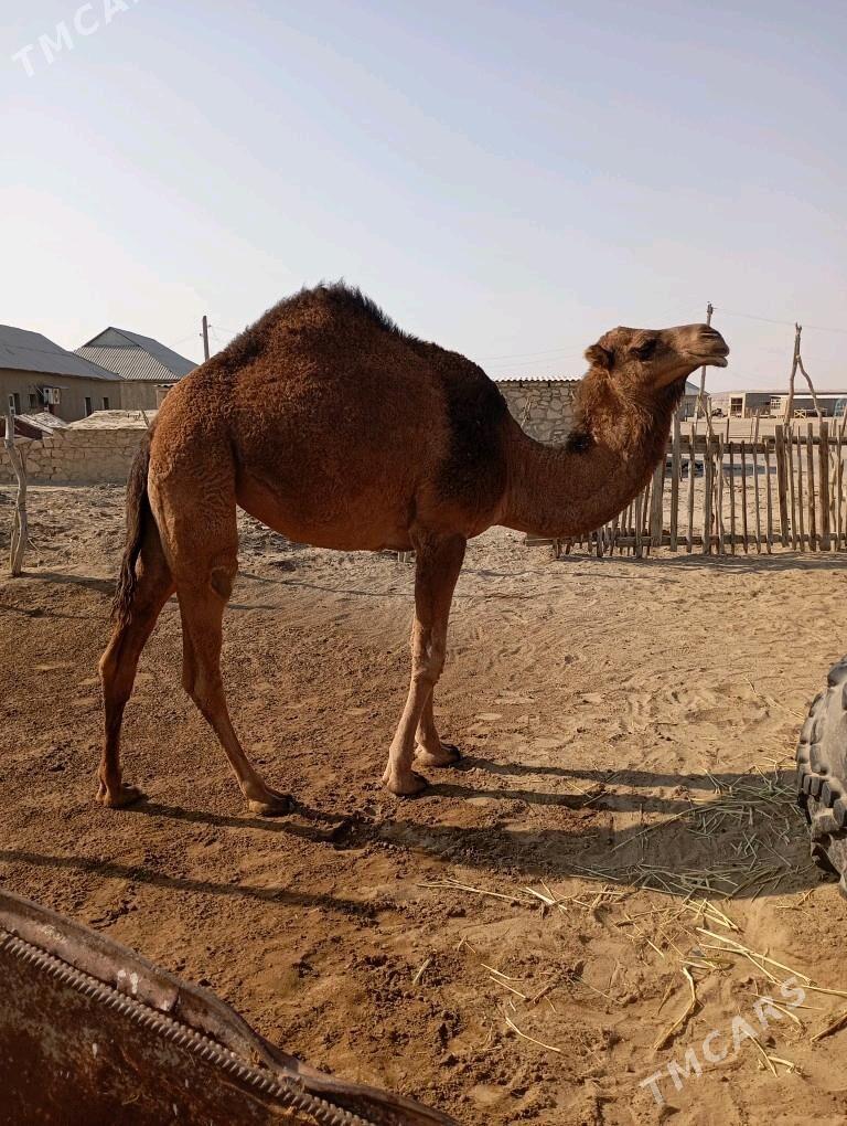 Duye - Балканабат - img 5