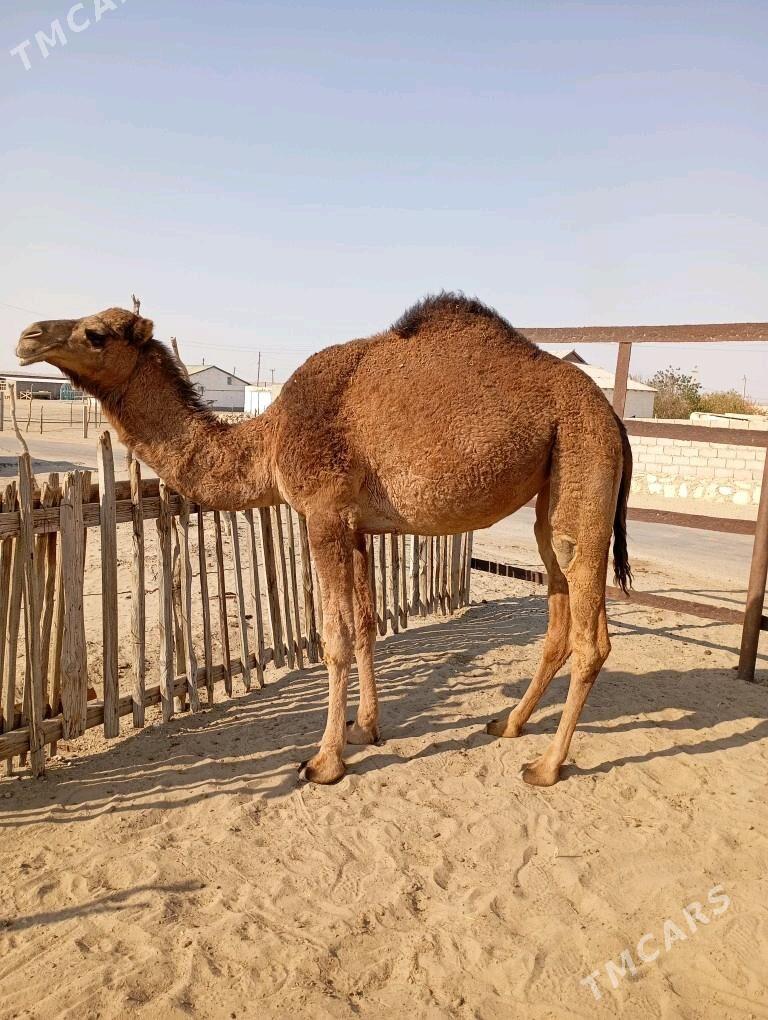 Duye - Балканабат - img 1