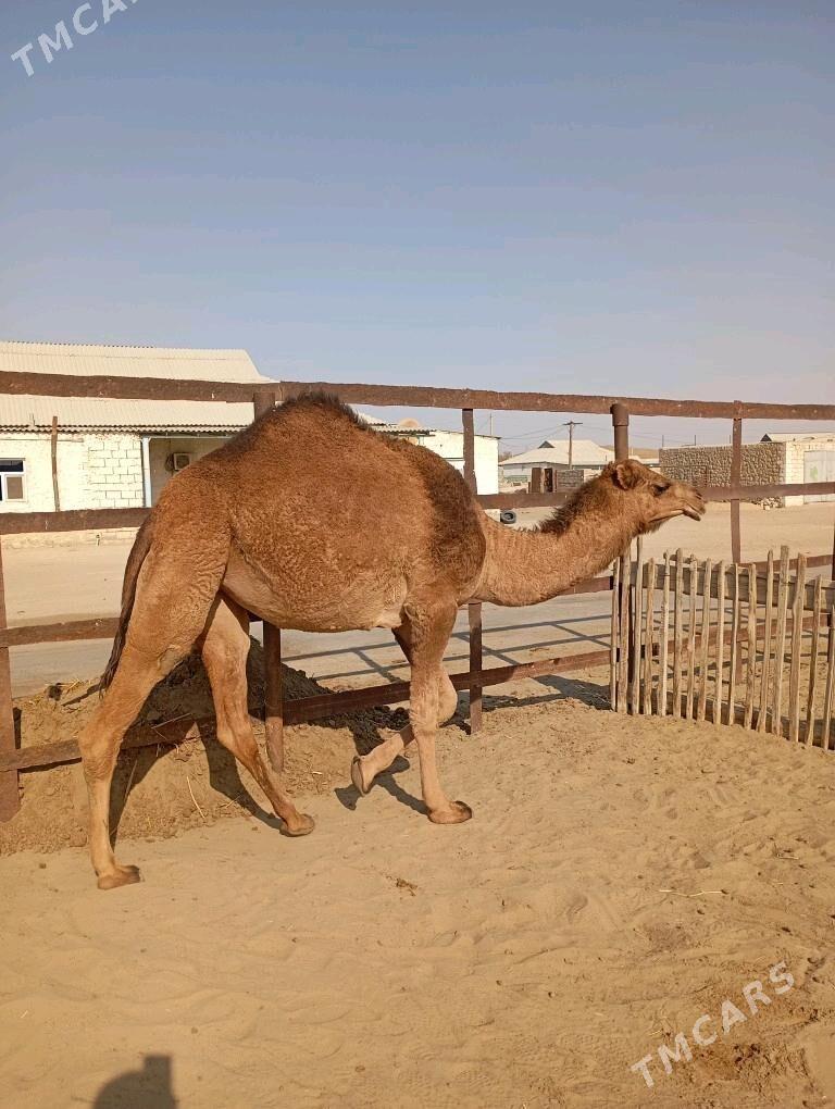 Duye - Балканабат - img 2