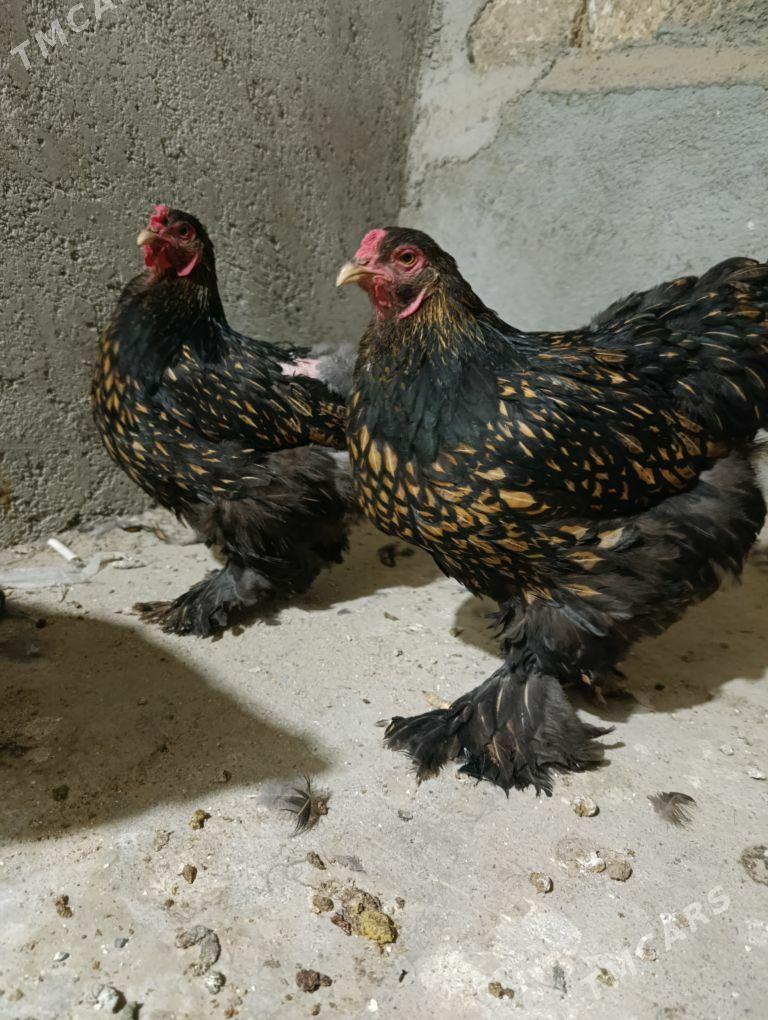 brama çornoe zolata - Gyzylarbat - img 1