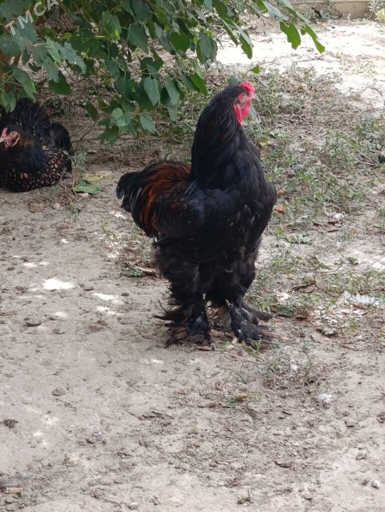 brama çornoe zolata - Gyzylarbat - img 4