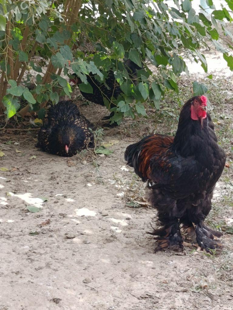 brama çornoe zolata - Gyzylarbat - img 5