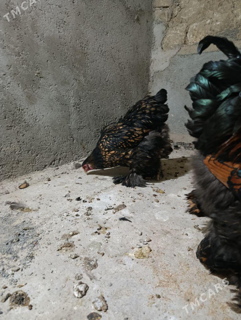 brama çornoe zolata - Gyzylarbat - img 3