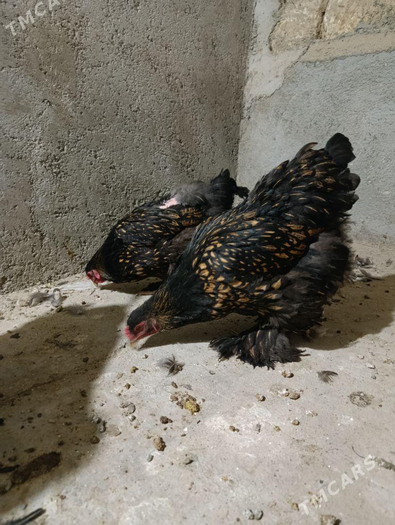 brama çornoe zolata - Gyzylarbat - img 2