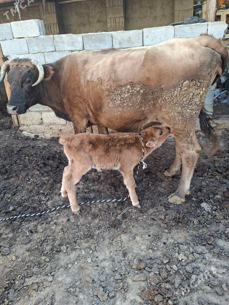 goleli sygyr - Garadamak Şor - img 2