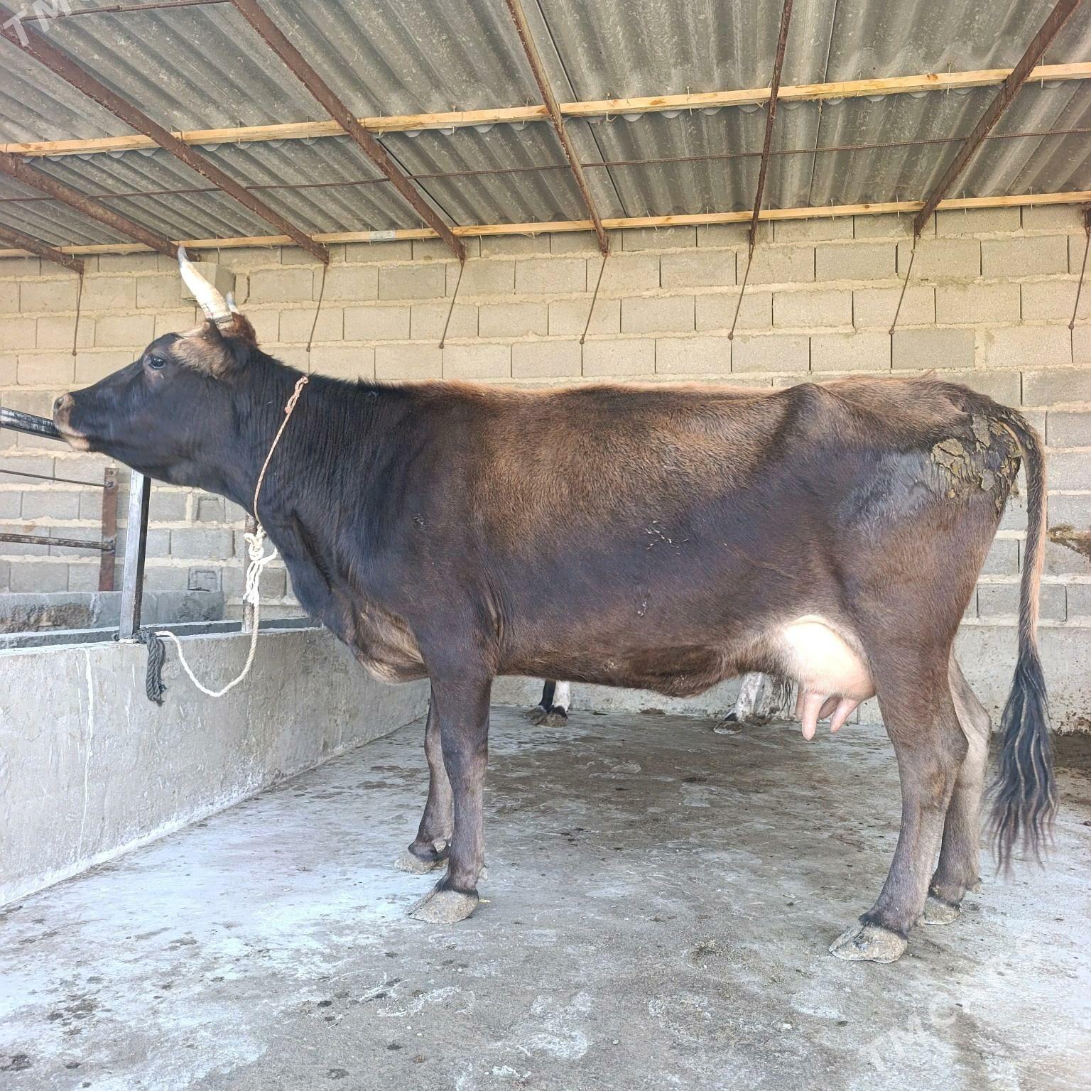 Goleli sigyr 2,sany - Bäherden - img 3