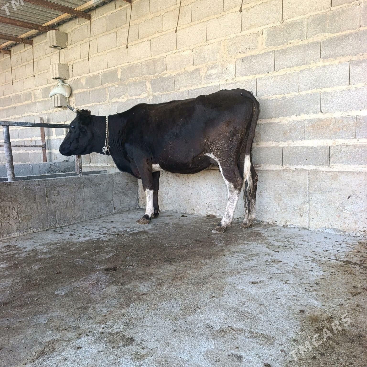 Goleli sigyr 2,sany - Bäherden - img 4