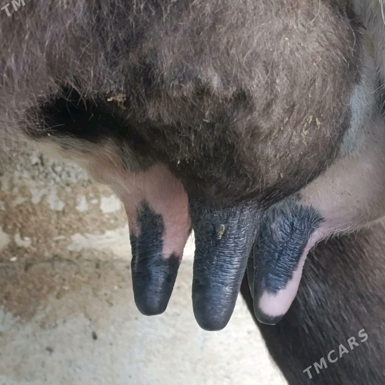 Goleli sigyr 2,sany - Bäherden - img 2