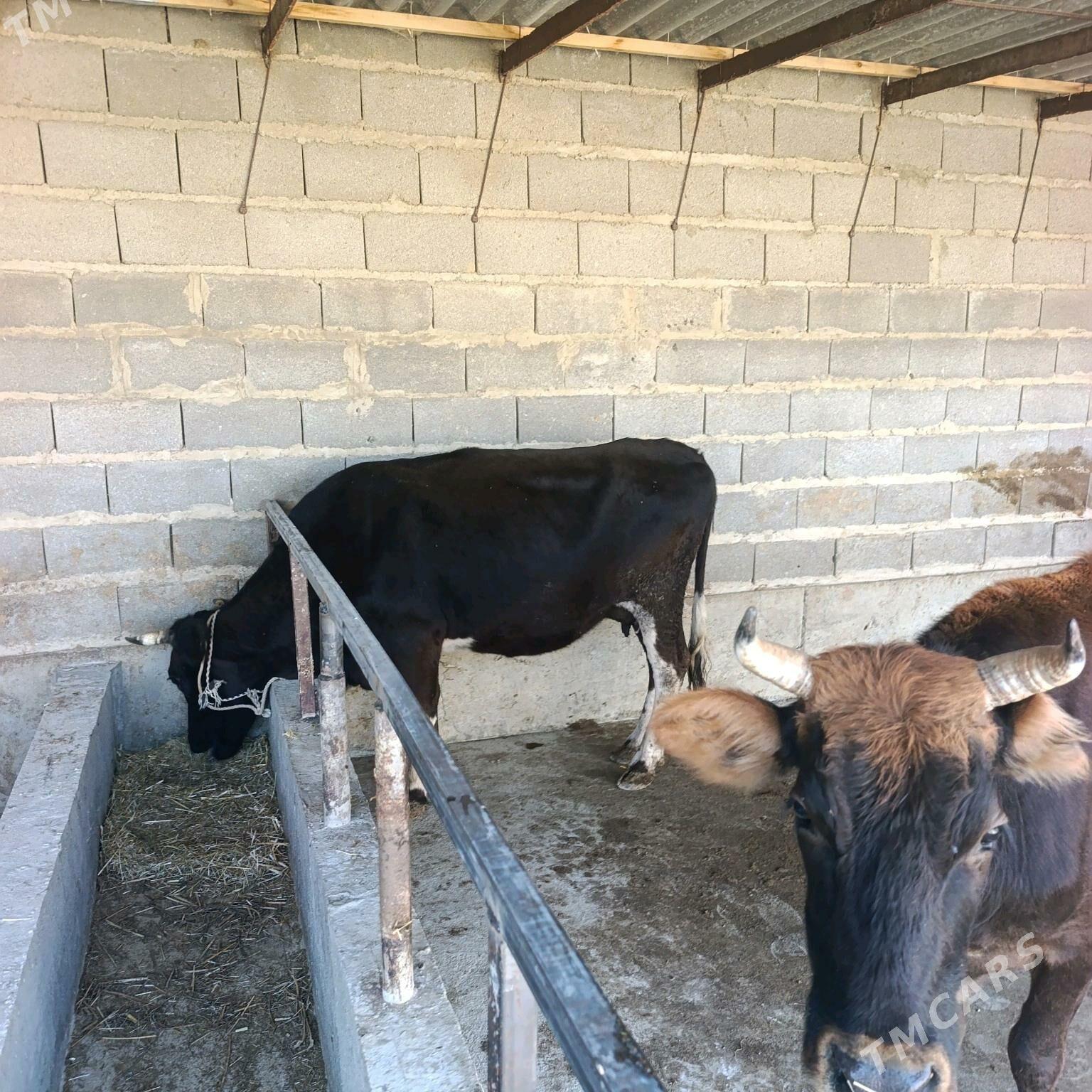 Goleli sigyr 2,sany - Bäherden - img 8