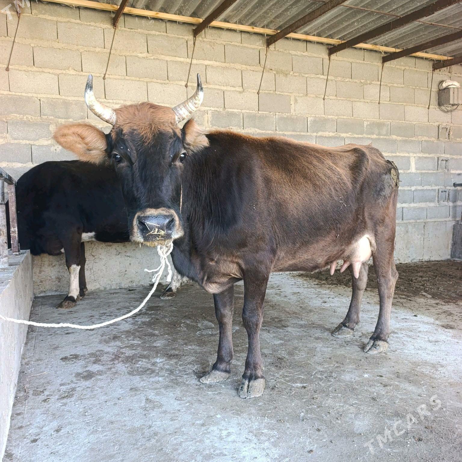 Goleli sigyr 2,sany - Bäherden - img 6