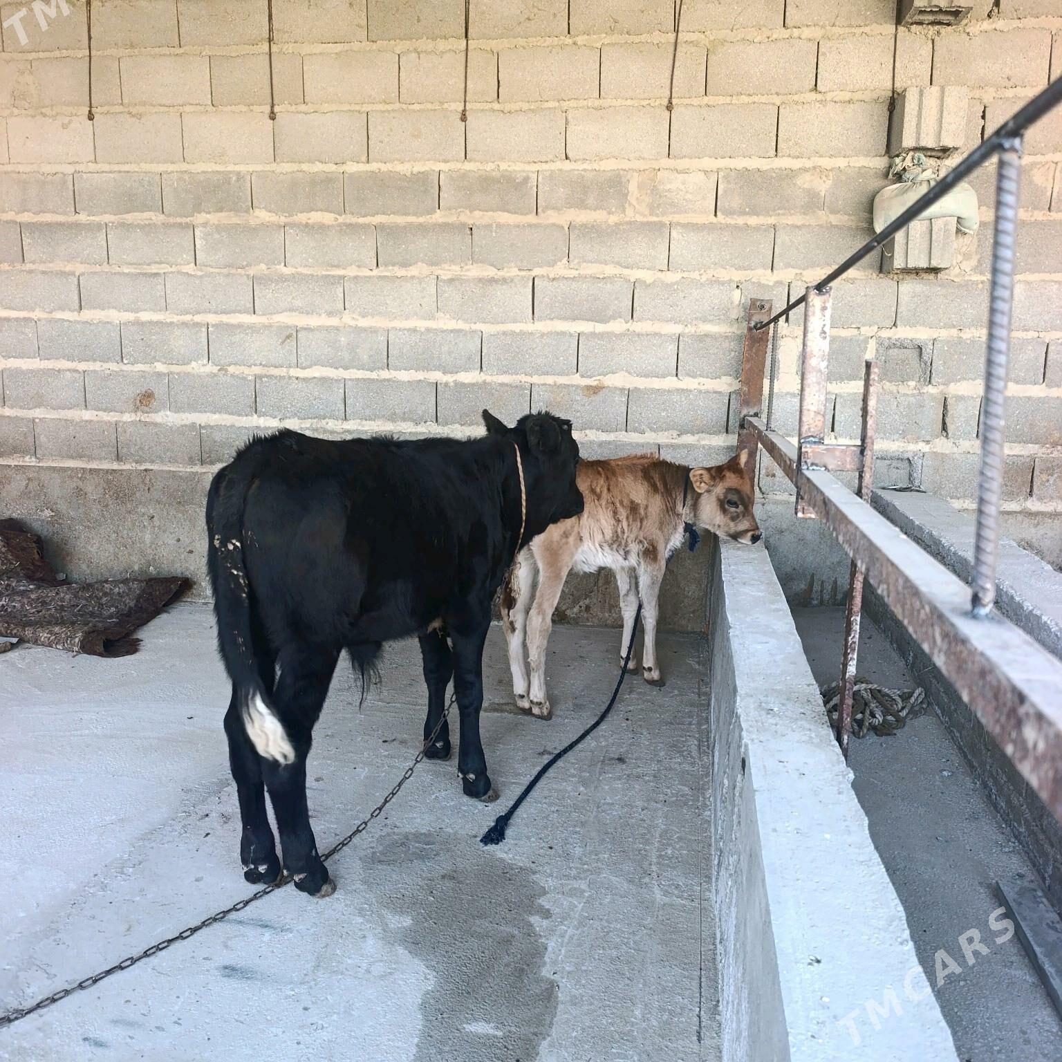 Goleli sigyr 2,sany - Bäherden - img 5