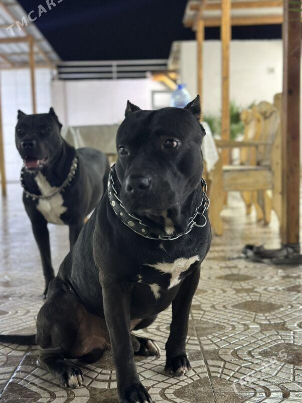 Американский питбуль - Aşgabat - img 2