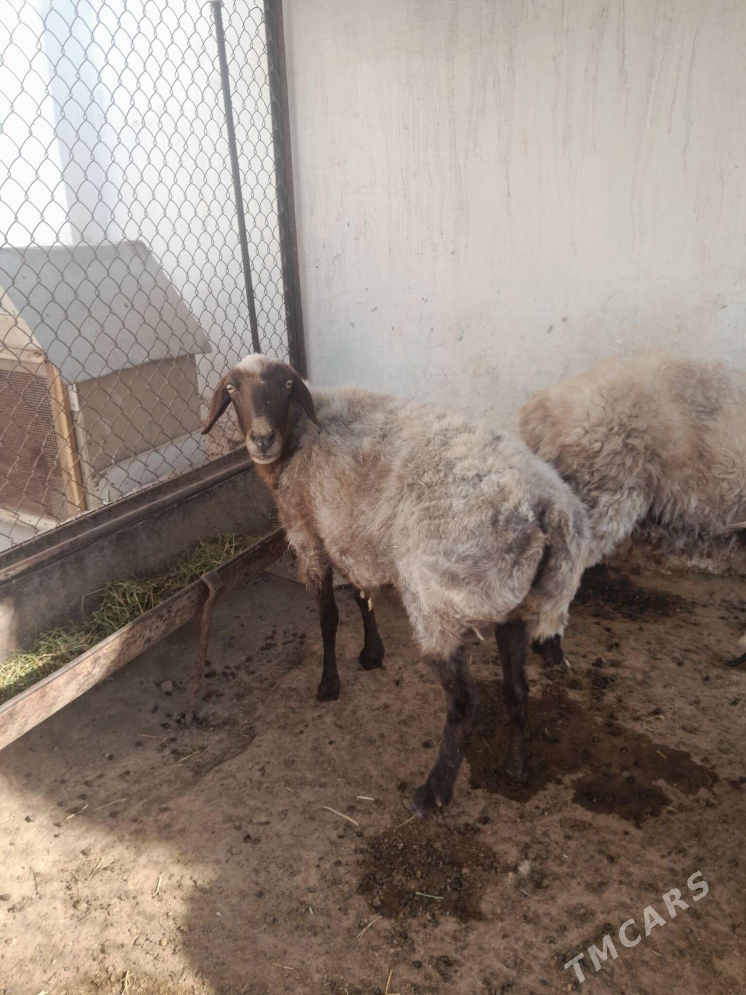 Goyun - Balkanabat - img 1