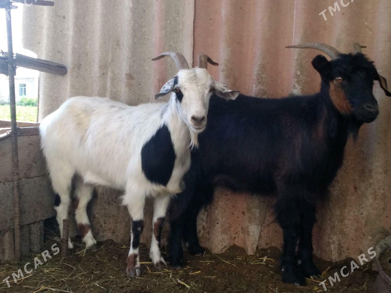 Doglar - Гёкдепе - img 2