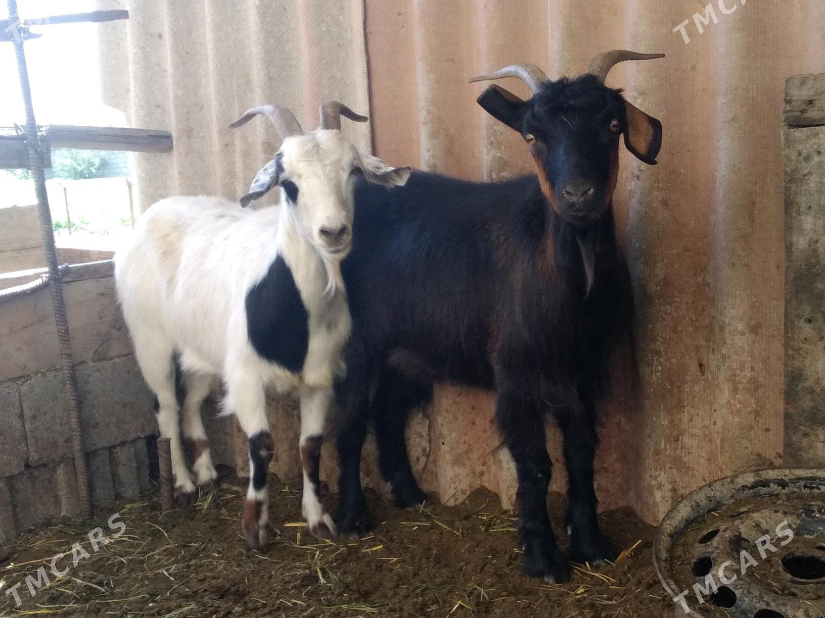 Doglar - Гёкдепе - img 1