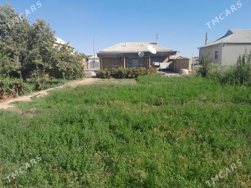 Satlyk jay - Мургап - img 1