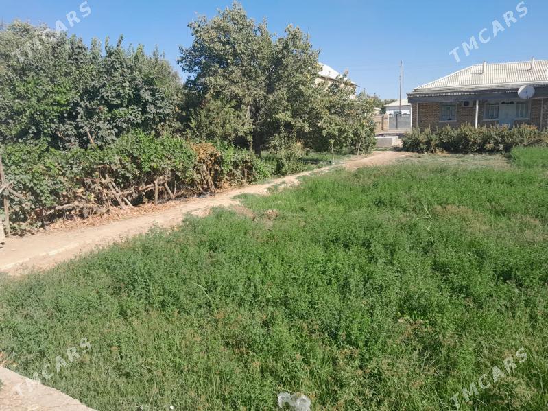 Satlyk jay - Мургап - img 5