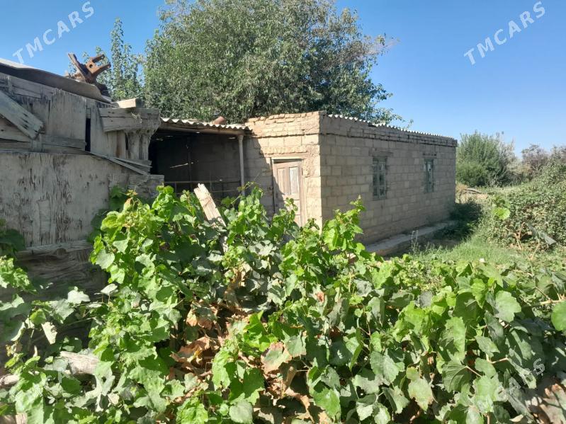 Satlyk jay - Мургап - img 2