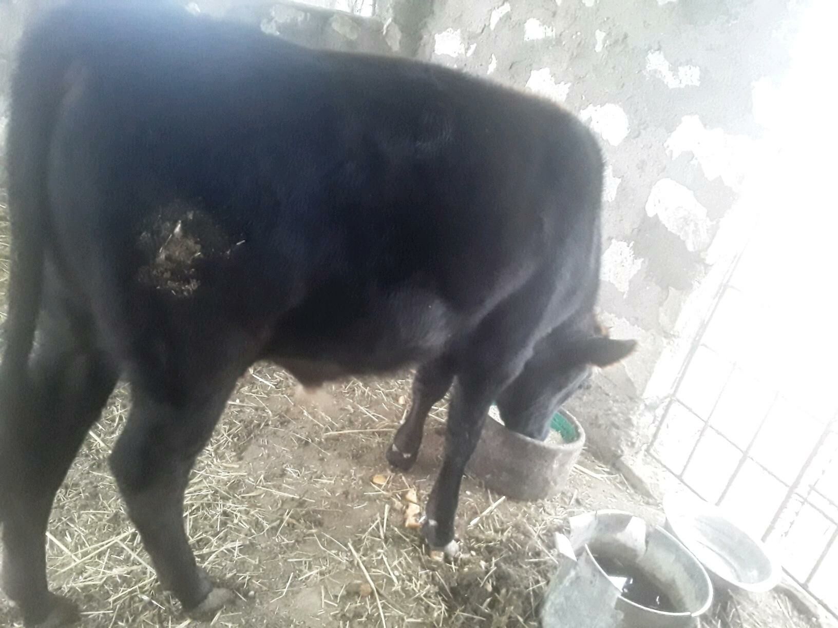 Ökiz - Этрек - img 2