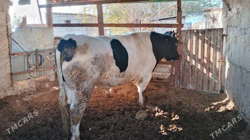 ökuz - Бузмеин - img 3