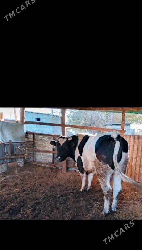 ökuz - Бузмеин - img 2