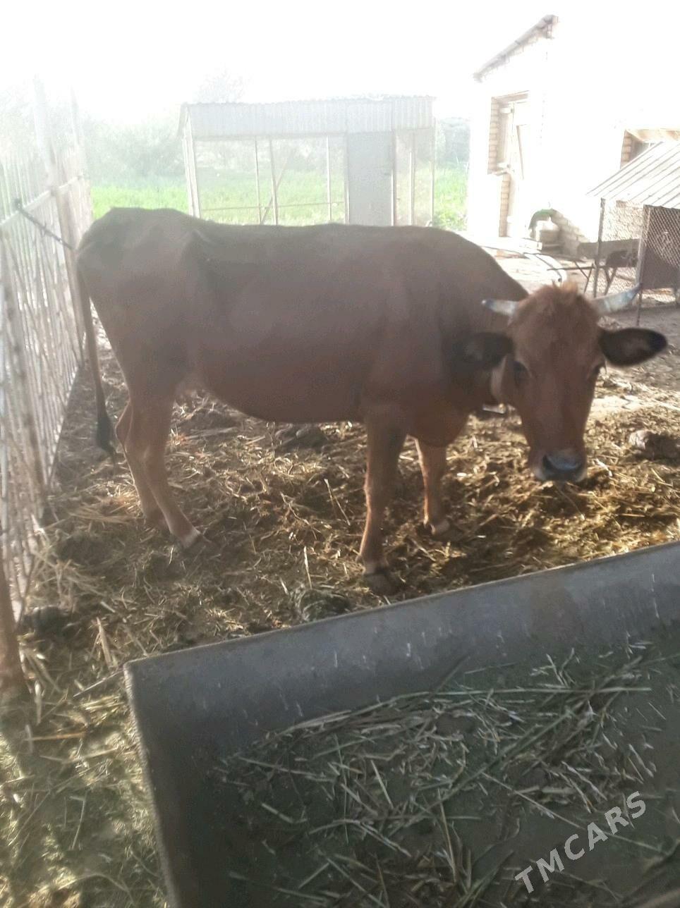 Sygyr - Sakarçäge - img 3