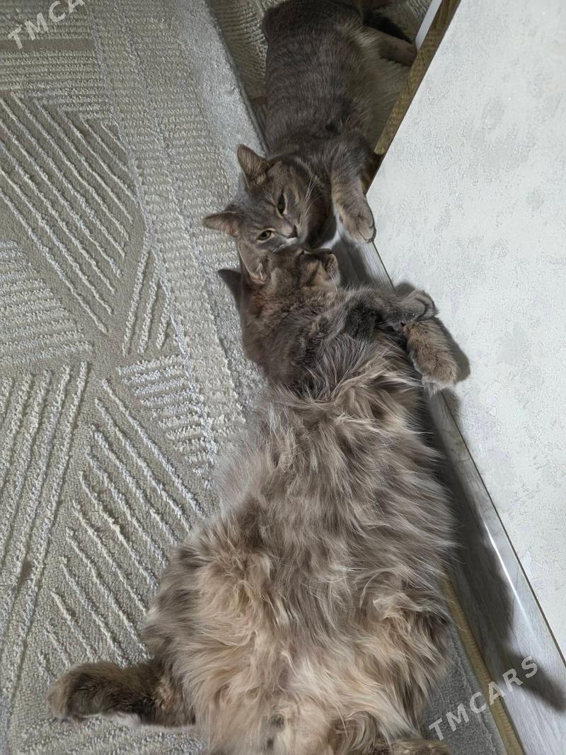 Pisik - Mary - img 1