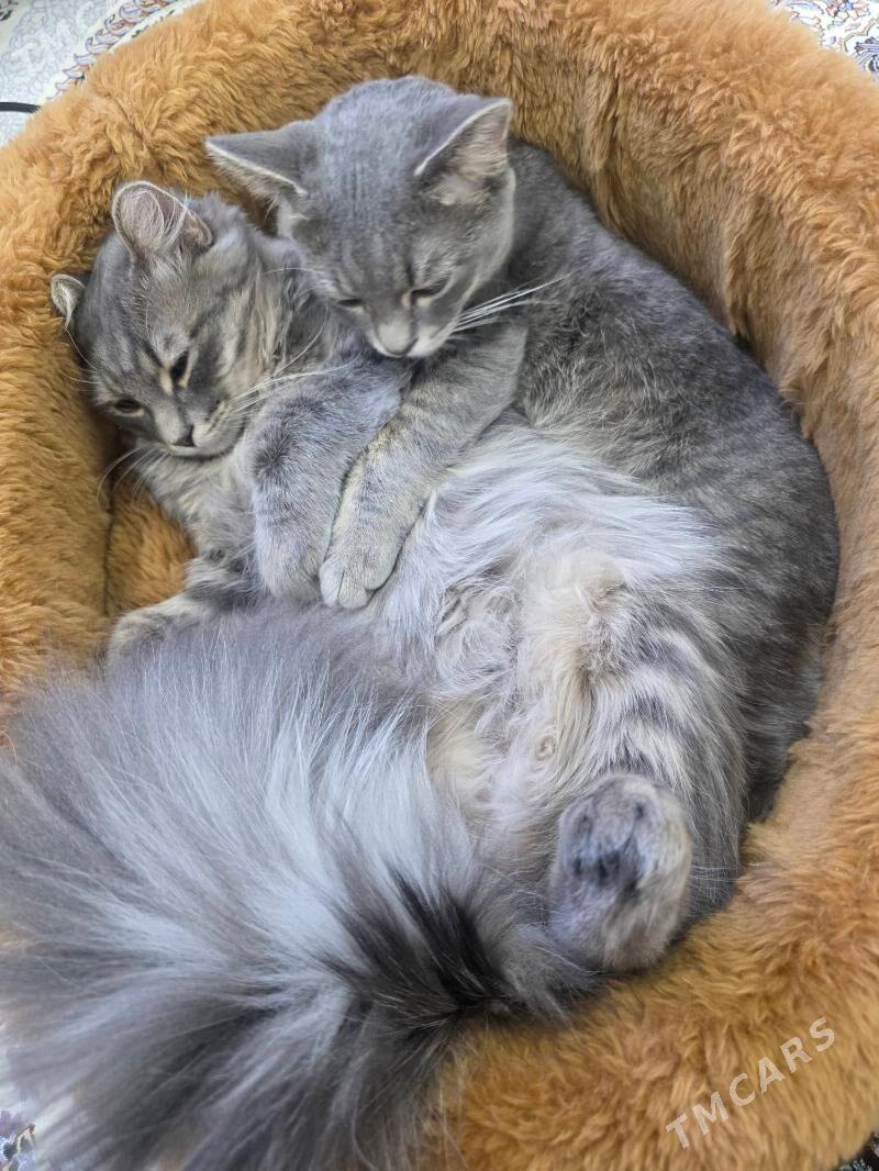 Pisik - Mary - img 3