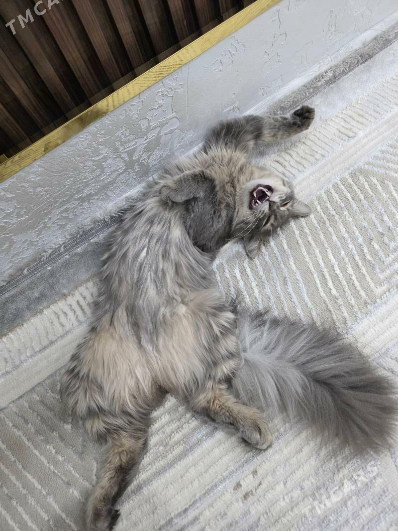 Pisik - Mary - img 2