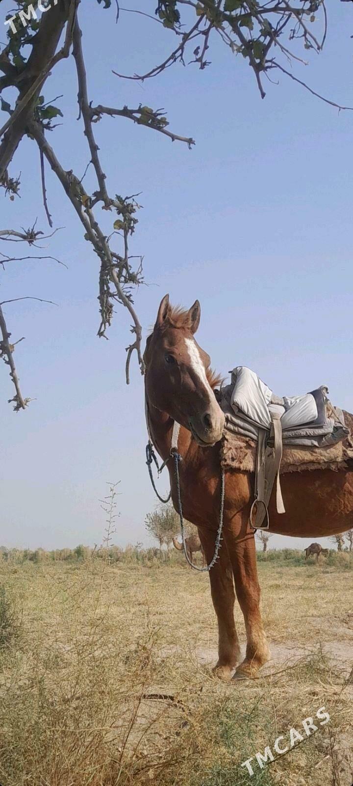 At - Мургап - img 3