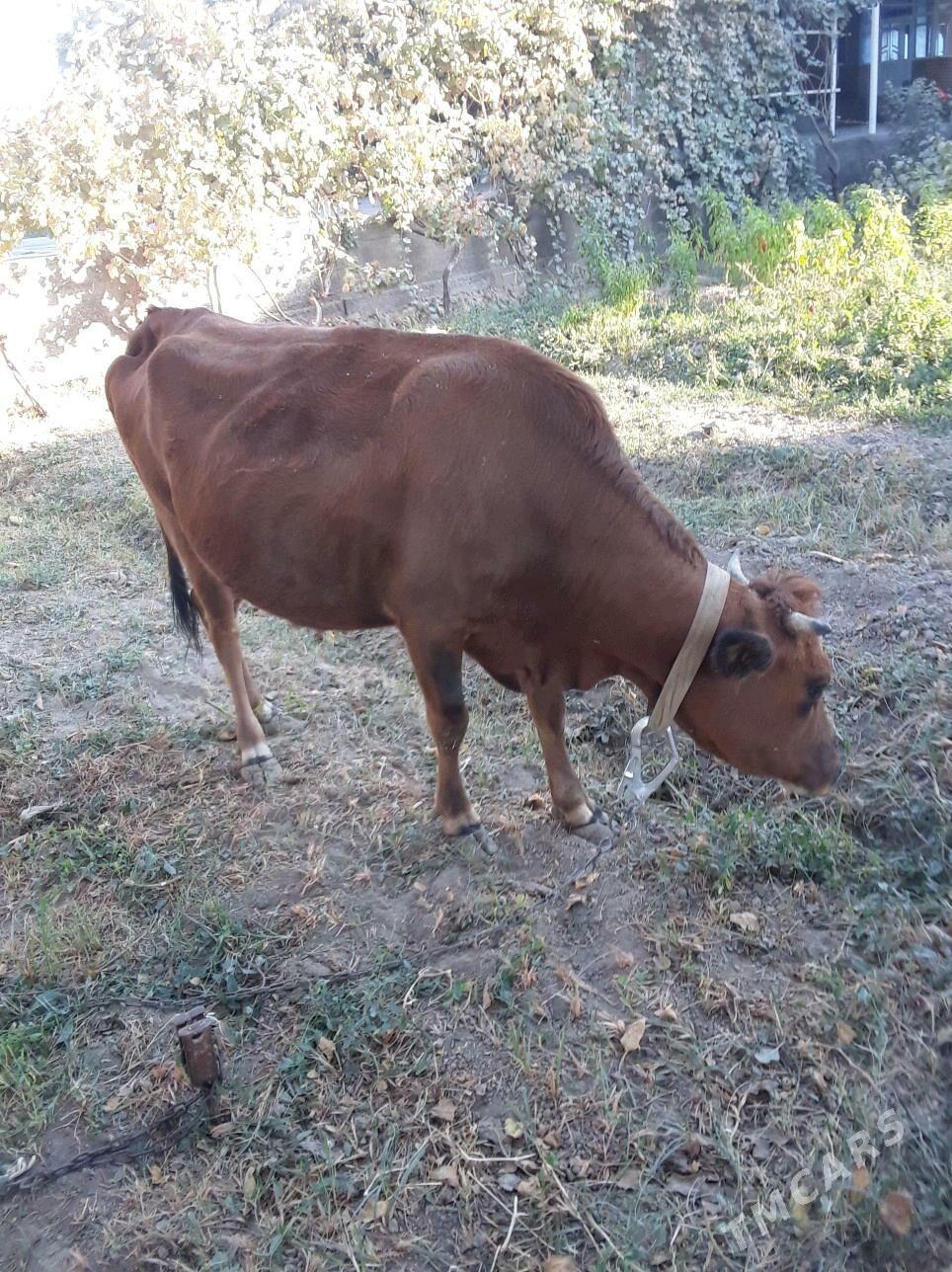 Sygyr - Sakarçäge - img 2