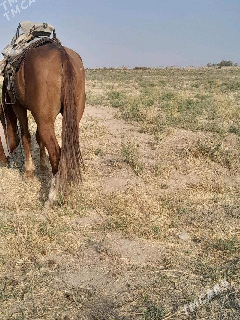 At - Мургап - img 2