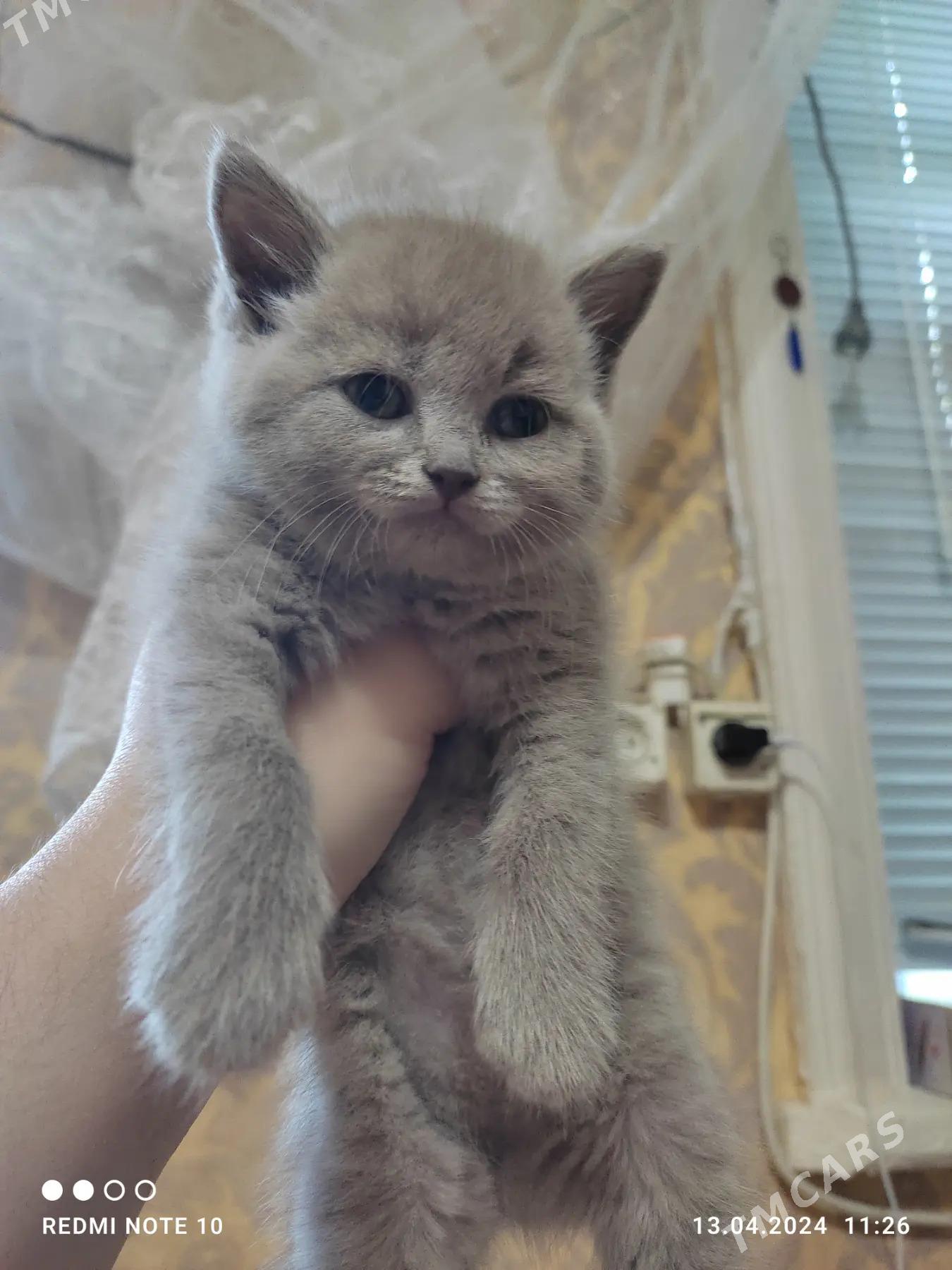 котятки - Aşgabat - img 2