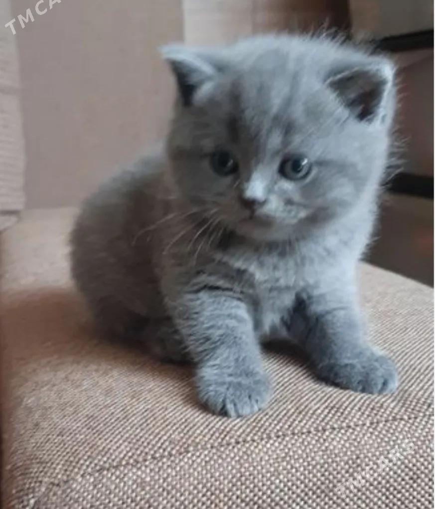 котятки - Aşgabat - img 1