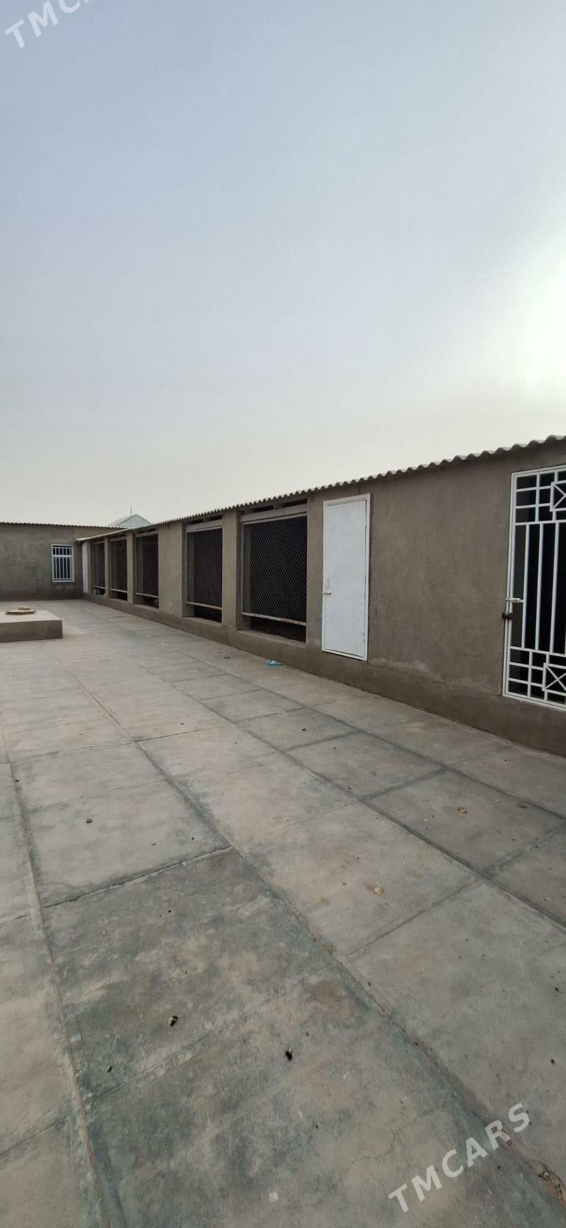 jay satlyk - Tejen - img 2