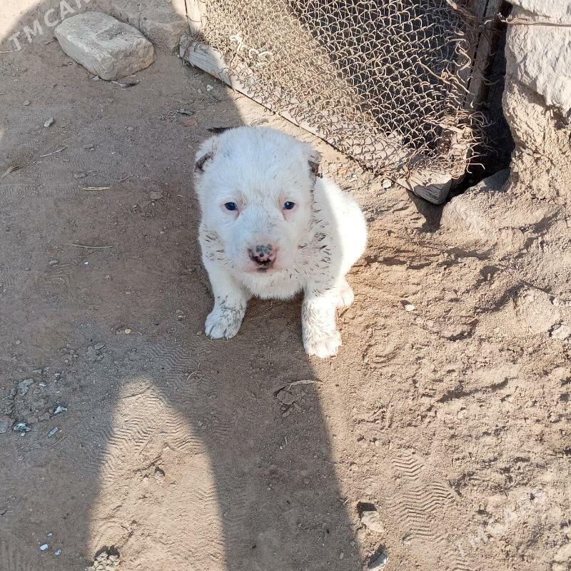 alawaý - Şabat etr. - img 2