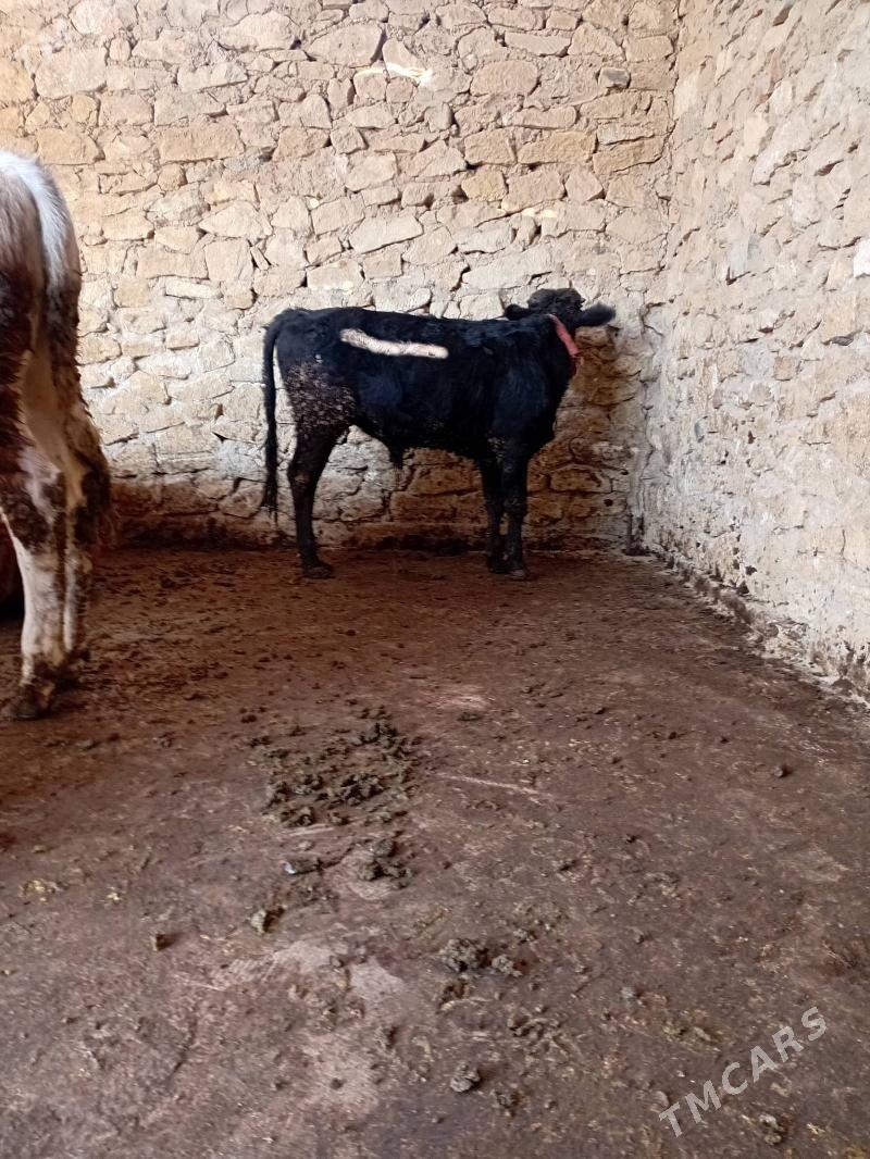 öküzce - Гызыларбат - img 3