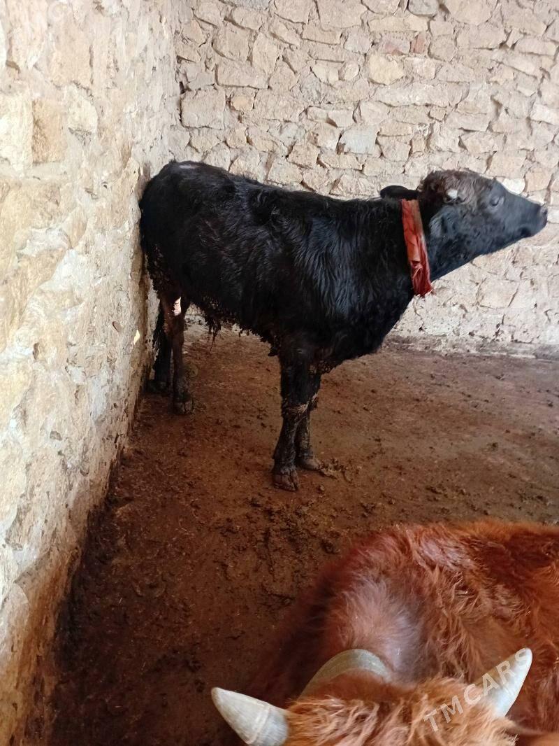 öküzce - Гызыларбат - img 1