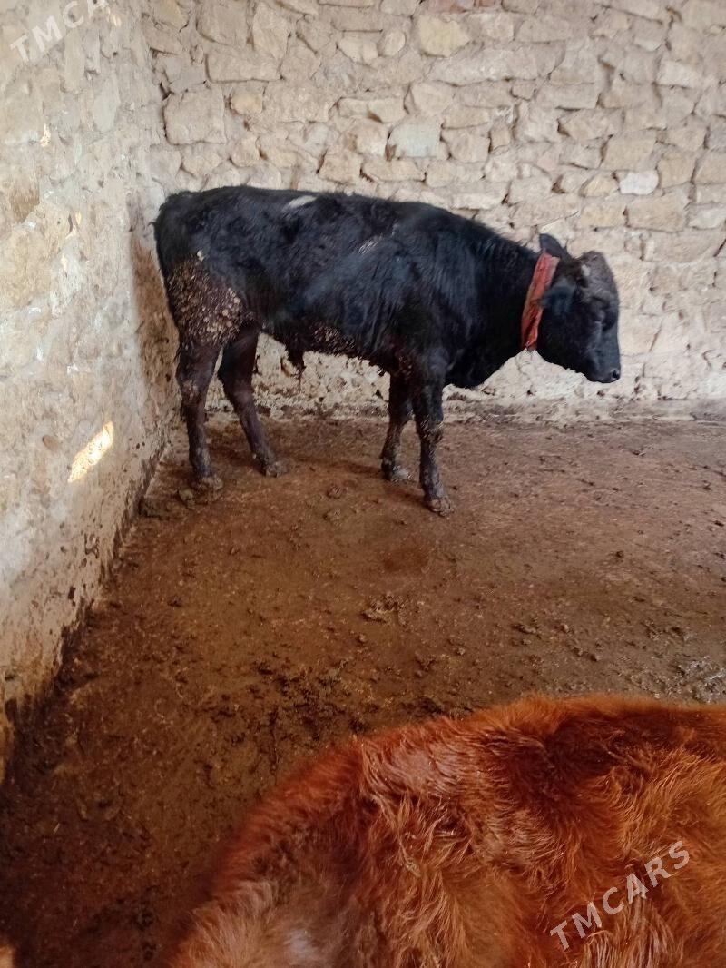 öküzce - Гызыларбат - img 2