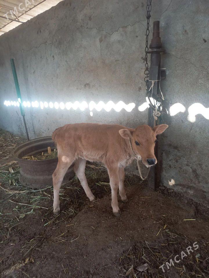 göleli sygyr  - Ýaşlyk - img 3