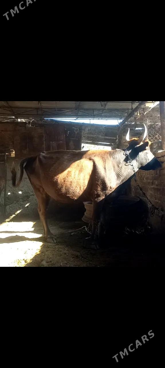 göleli sygyr  - Ýaşlyk - img 2