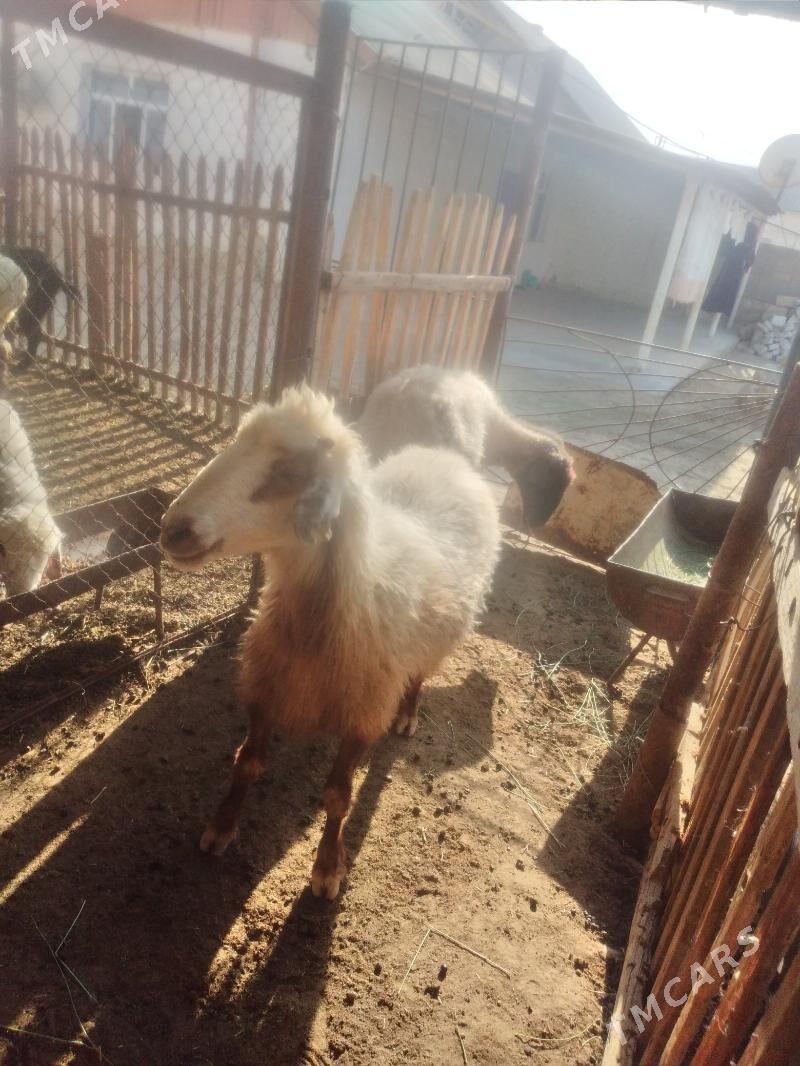 goyun - Гумдаг - img 4