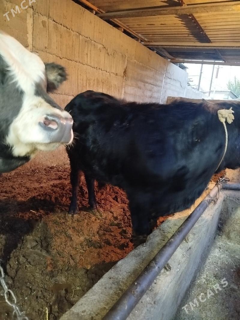 Okúz 2sany - Гёкдже - img 2