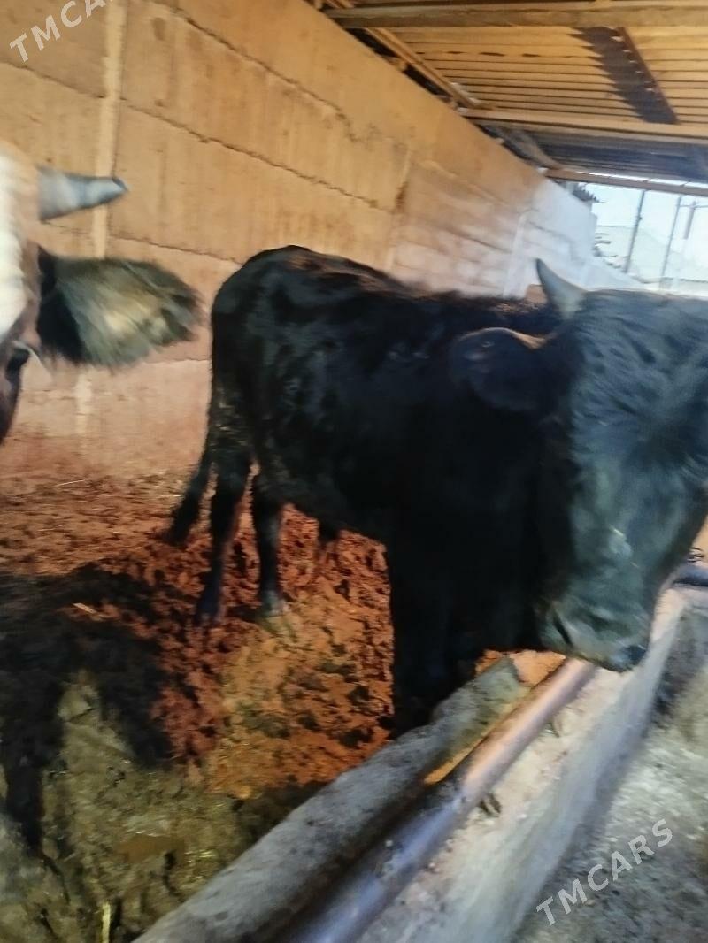 Okúz 2sany - Гёкдже - img 3