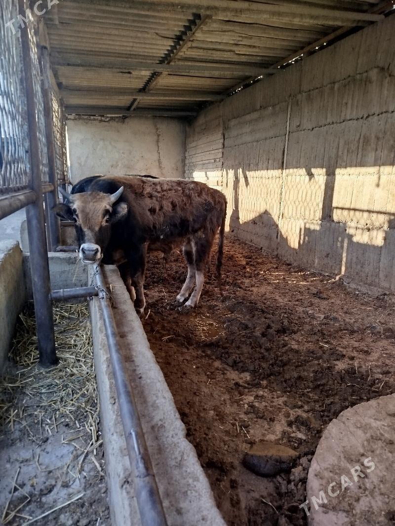 Okúz 2sany - Гёкдже - img 4