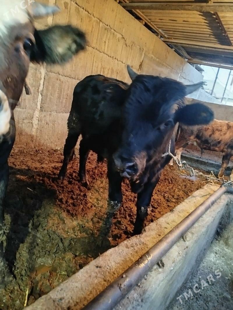 Okúz 2sany - Гёкдже - img 1